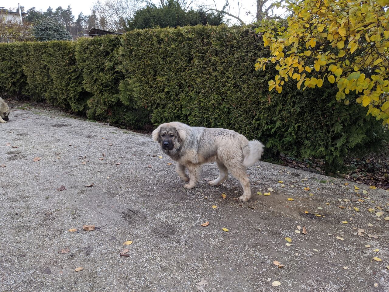 Кавказская овчарка фото 10