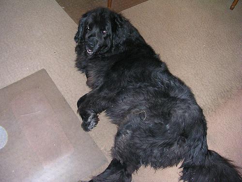 Ньюфаундленд фото 2