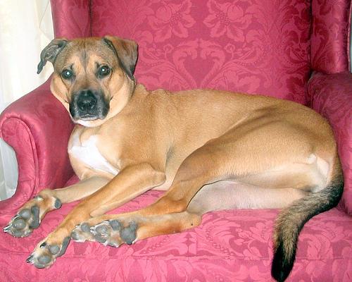 Фото породы Боксёр