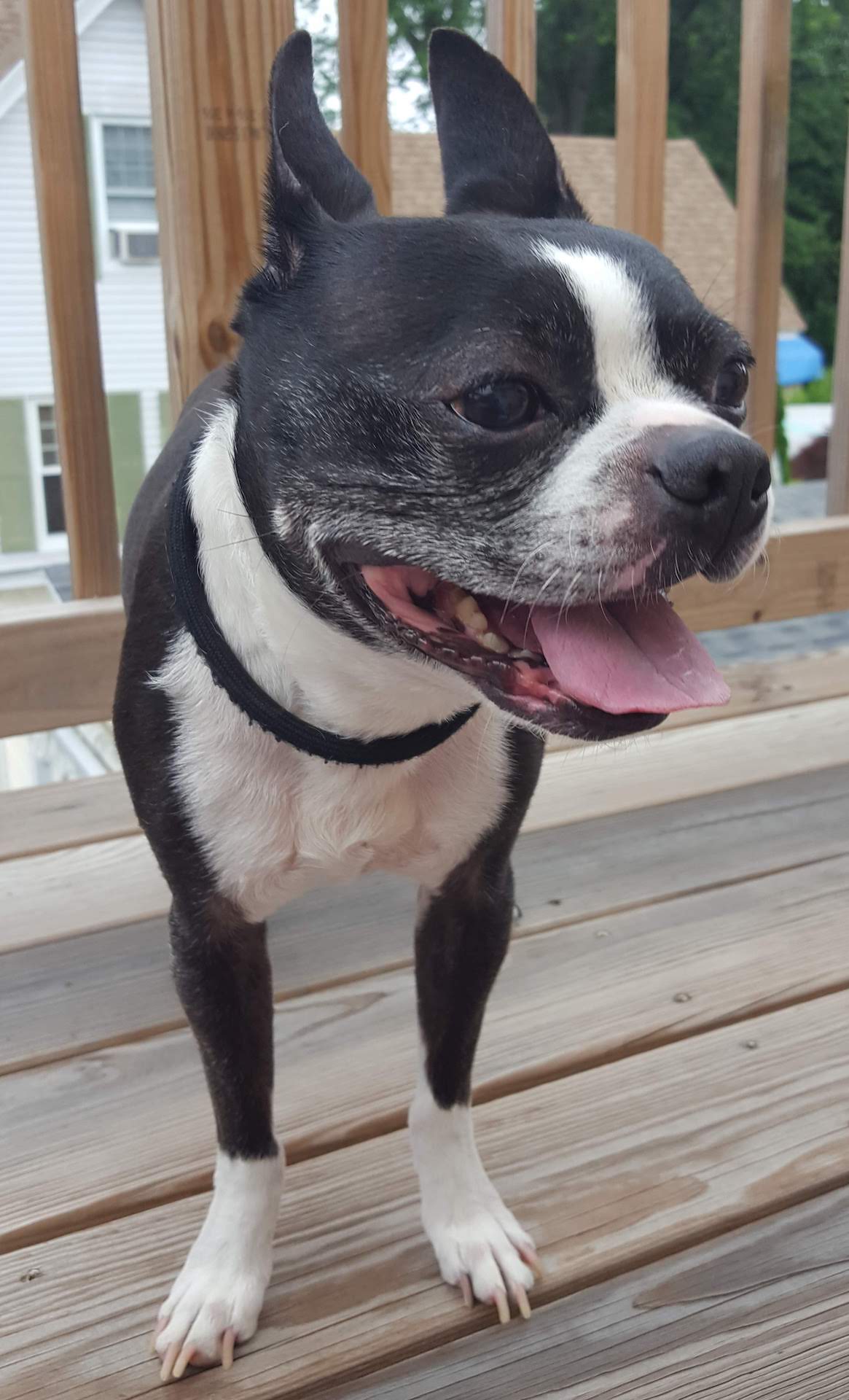 Бостон‑терьер фото 11