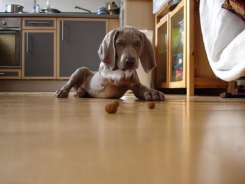 Веймаранер фото 4