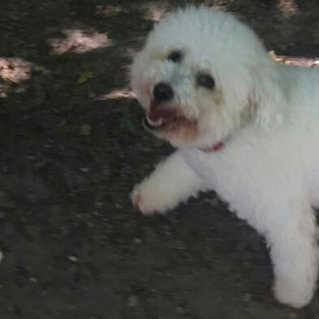 Бишон‑фризе фото 5