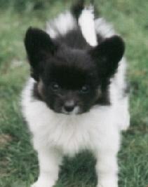 Папильон (континентальный той‑спаниель) фото 10