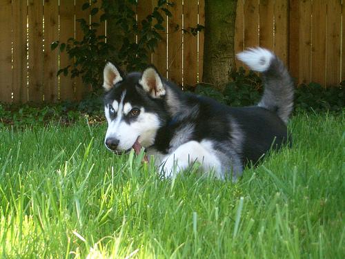 Сибирский хаски фото 8