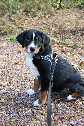 Аппенцеллер зенненхунд фото 12