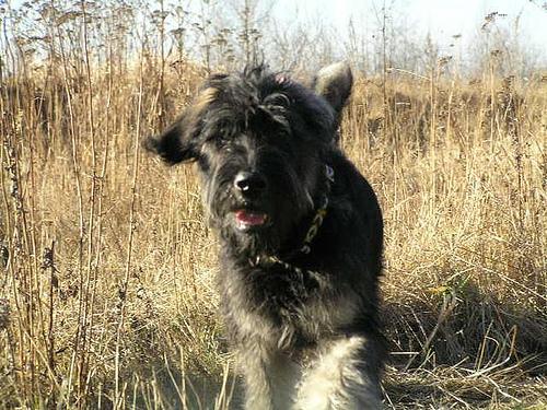 Ризеншнауцер (гигантский шнауцер) фото 6