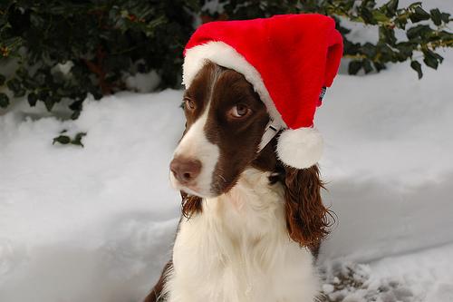 Английский спрингер‑спаниель фото 4