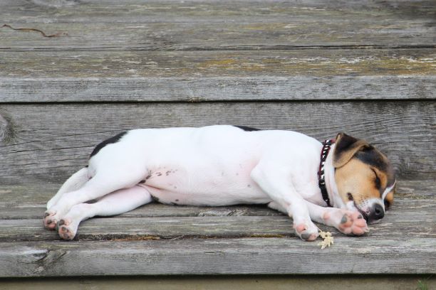 Фото породы Датско‑шведская фермерская собака (датско‑шведская пастушья собака)