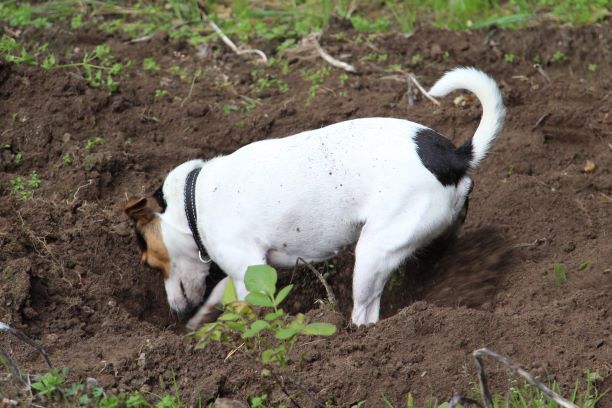 Датско‑шведская фермерская собака (датско‑шведская пастушья собака) фото 4