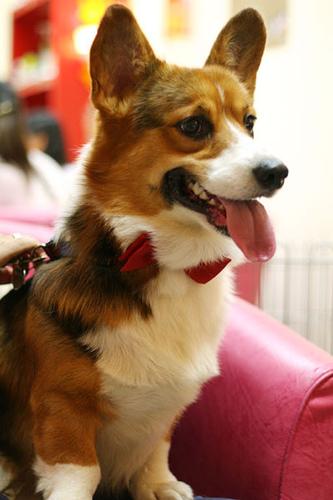 Вельш‑корги пемброк фото 10