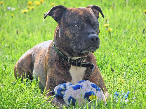 Американский терьер фото 5