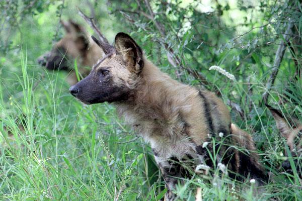 Африканский дикий пёс (африканская дикая собака, расписной волк) фото 5