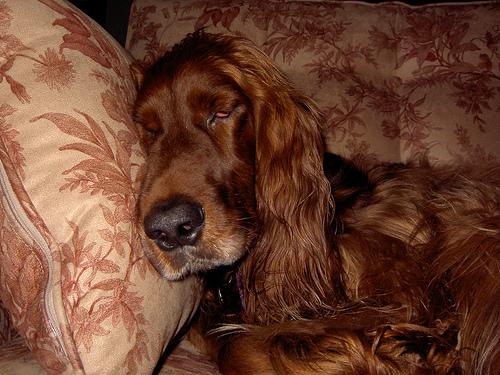 Ирландский сеттер фото 4