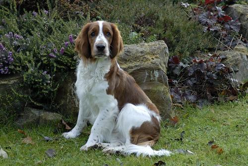 Вельш‑спрингер‑спаниель фото 2