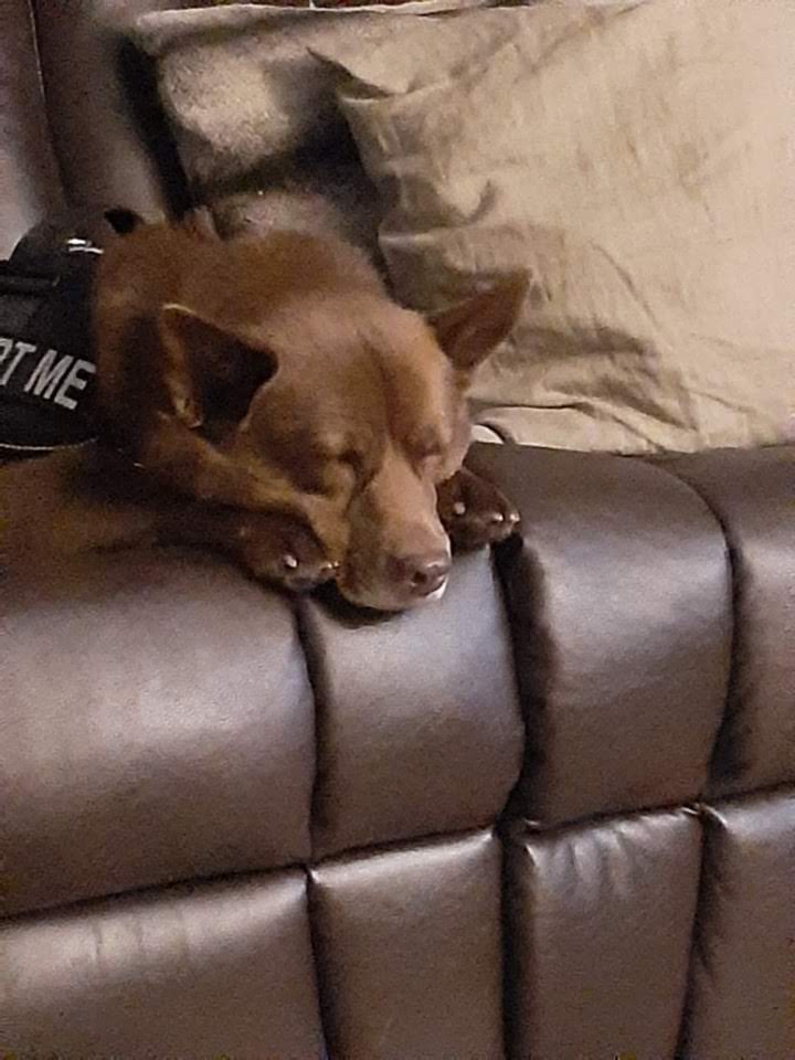 Австралийский келпи фото 5