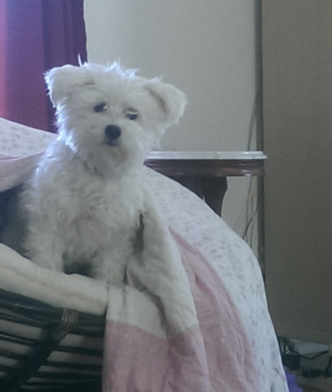 Котон‑де‑Тулеар фото 3