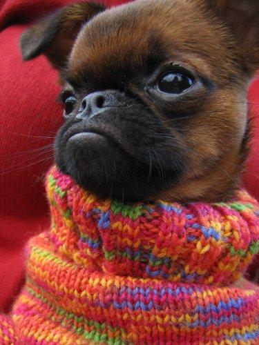 Брюссельский гриффон (брабансон) фото 7