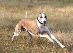 Уиппет (Whippet) фото 10