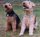 Фокстерьер фото 2