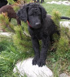Курчавошёрстный ретривер (кёрли) фото 4