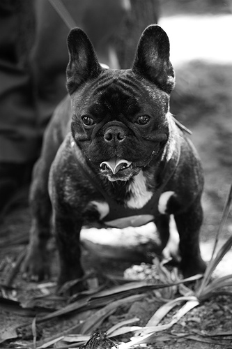 Французский бульдог фото 12