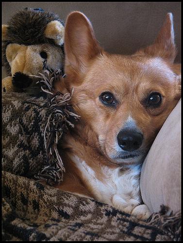 Вельш‑корги пемброк фото 1