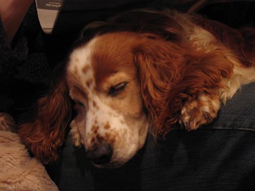 Вельш‑спрингер‑спаниель фото 10