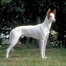 Ибицкая борзая (ивисская борзая, ибизан) фото 2