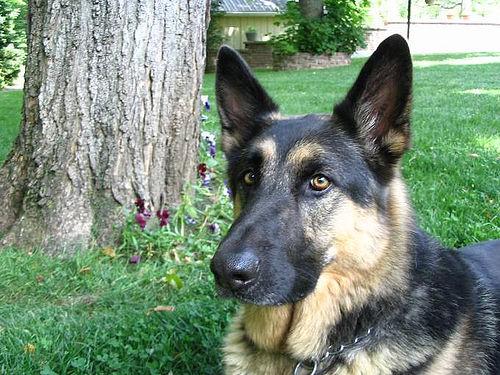 Немецкая овчарка фото 5
