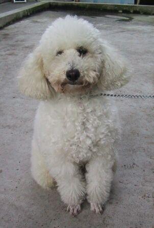 Миниатюрный пудель фото 10