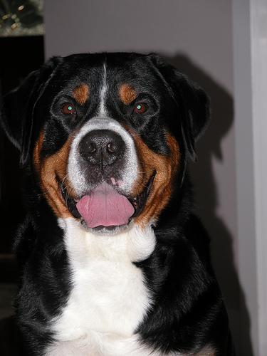 Бернская горная пастушья собака (бернский зенненхунд) фото 2