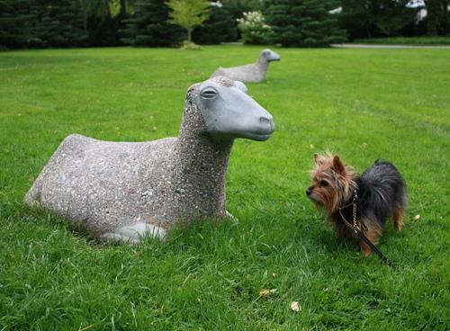 Австралийский терьер фото 3