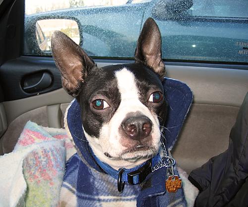 Бостон‑терьер фото 5