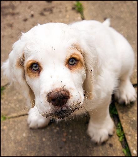 Кламбер‑спаниель фото 7