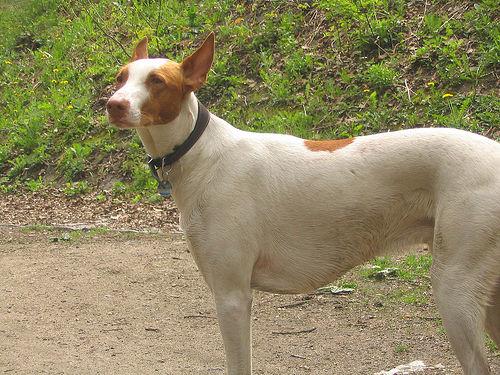 Ибицкая борзая (ивисская борзая, ибизан) фото 4