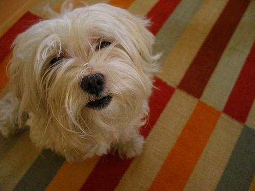 Мальтийская болонка (мальтезе) фото 2