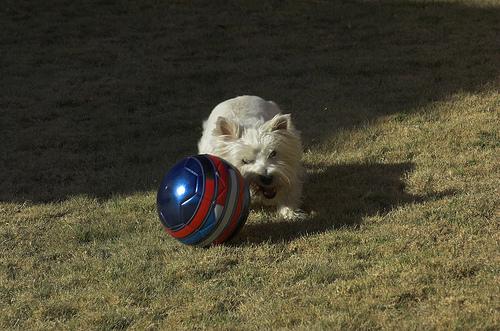 Вест‑хайленд‑уайт‑терьер фото 11