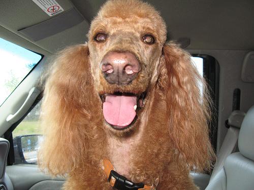 Стандартный пудель фото 3