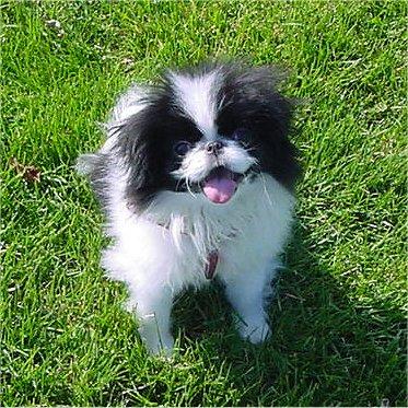 Японский спаниель (хин) фото 11