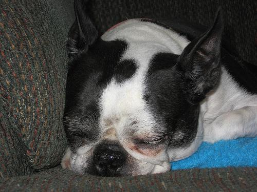 Бостон‑терьер фото 6