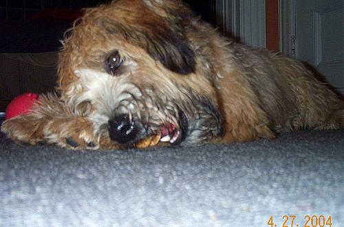 Ирландский пшеничный терьер (Wheaten Terrier) фото 1