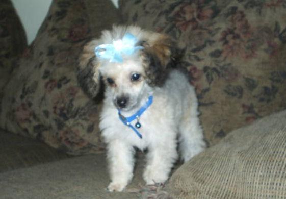 Той‑пудель фото 8