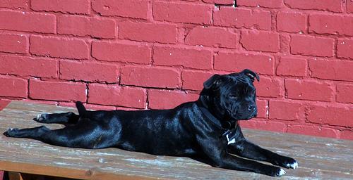 Стаффордширский бультерьер фото 8