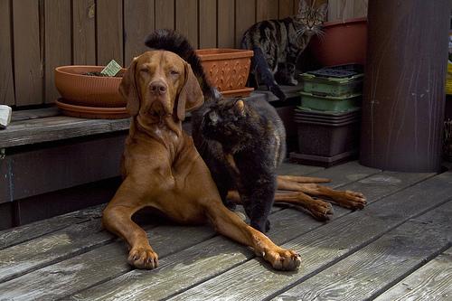 Венгерская выжла (Vizsla) фото 6