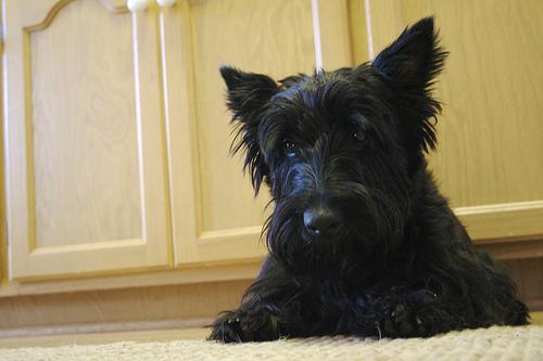 Шотландский терьер (скотч‑терьер) фото 8