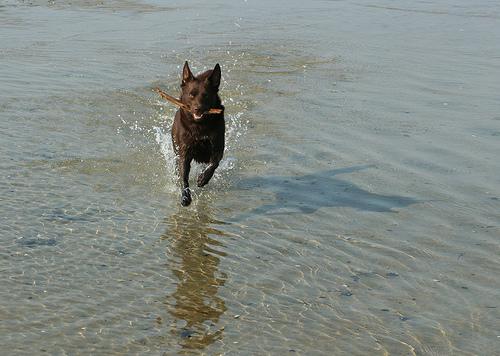 Австралийский келпи фото 6