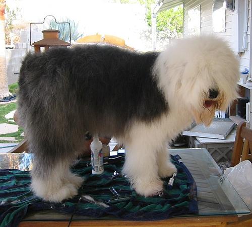 Английская овчарка (английская пастушья собака) фото 9