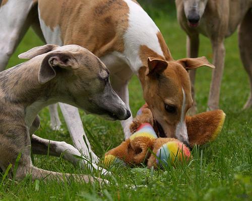 Уиппет (Whippet) фото 1