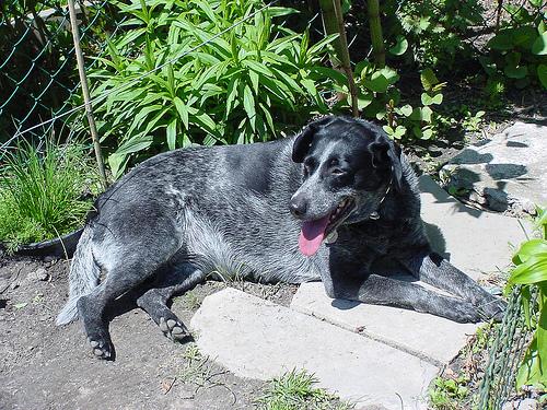 Голубопятнистая гончая (блютик) фото 2