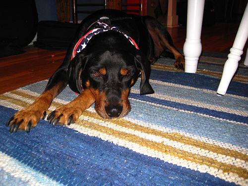 Енотовая гончая (кунхаунд) фото 9